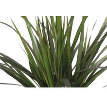 Drachenbaum Dracaena marginata mit schmalen, grünen Blättern und roten Rändern im Detail.
