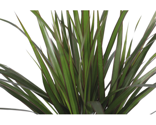 Drachenbaum Dracaena marginata mit schmalen, grünen Blättern und roten Rändern im Detail.
