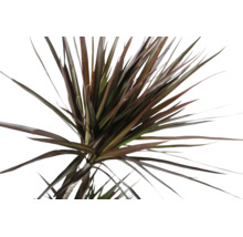 Nahaufnahme eines Drachenbaums Dracaena marginata mit schmalen, rötlich-grünen Blättern.