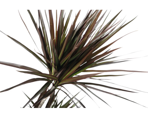 Nahaufnahme eines Drachenbaums Dracaena marginata mit schmalen, rötlich-grünen Blättern.