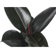 Nahaufnahme einer Gummibaum-Zimmerpflanze (Ficus elastica) mit glänzenden, dunklen Blättern und einem neuen roten Trieb in der Mitte.