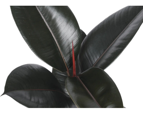 Nahaufnahme einer Gummibaum-Zimmerpflanze (Ficus elastica) mit glänzenden, dunklen Blättern und einem neuen roten Trieb in der Mitte.
