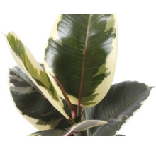 Buntblättriger Gummibaum (Ficus elastica) mit mehrfarbigen Blättern