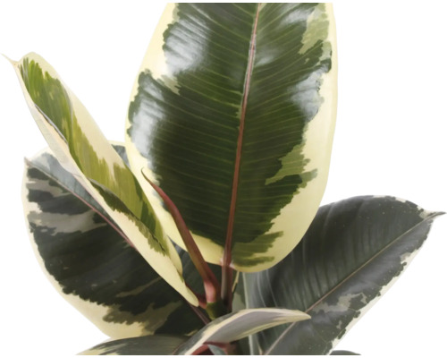 Buntblättriger Gummibaum (Ficus elastica) mit mehrfarbigen Blättern