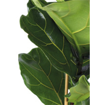 Nahaufnahme einer Geigenfeige (Ficus lyrata) mit großen, glänzenden, dunkelgrünen Blättern und ausgeprägten hellen Blattadern.