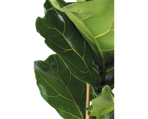 Nahaufnahme einer Geigenfeige (Ficus lyrata) mit großen, glänzenden, dunkelgrünen Blättern und ausgeprägten hellen Blattadern.