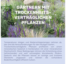 Infografik zum Gärtnern mit trockenheitsverträglichen Pflanzen, im Hintergrund ein Kiesgarten mit violettem Steppen-Salbei und Gräsern.
