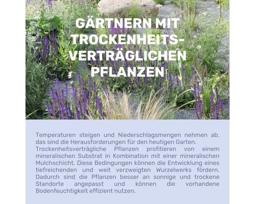 Infografik zum Gärtnern mit trockenheitsverträglichen Pflanzen, im Hintergrund ein Kiesgarten mit violettem Steppen-Salbei und Gräsern.
