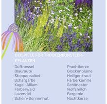 Infografik mit Beispielen für trockenheitsresistente Pflanzen wie Duftnessel, Steppensalbei und Lavendel sowie einem Foto eines Gartens.