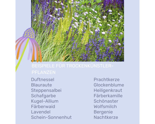 Infografik mit Beispielen für trockenheitsresistente Pflanzen wie Duftnessel, Steppensalbei und Lavendel sowie einem Foto eines Gartens.