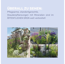 Infografik über pflegearme, standortgerechte Staudenpflanzungen im öffentlichen Raum mit Beispielfotos von Beeten mit verschiedenen Pflanzen.