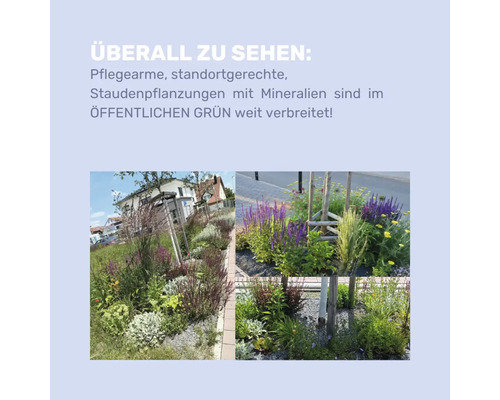 Infografik über pflegearme, standortgerechte Staudenpflanzungen im öffentlichen Raum mit Beispielfotos von Beeten mit verschiedenen Pflanzen.