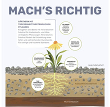 Infografik zum Gärtnern mit trockenheitsverträglichen Pflanzen im Kiesgarten mit Mulchschicht, Kiesgartensubstrat und tiefen Wurzeln.