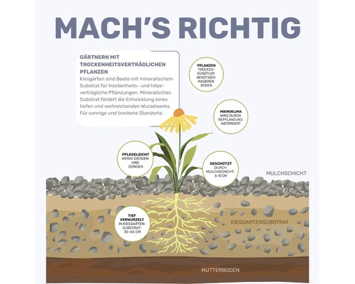 Infografik zum Gärtnern mit trockenheitsverträglichen Pflanzen im Kiesgarten mit Mulchschicht, Kiesgartensubstrat und tiefen Wurzeln.