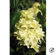 Rispenhortensie mit cremefarbenen Blütenständen und grünen Blättern im Garten (Image AI modified or generated)