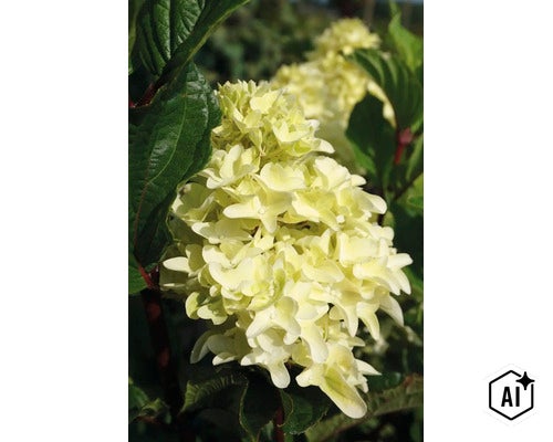 Rispenhortensie mit cremefarbenen Blütenständen und grünen Blättern im Garten (Image AI modified or generated)