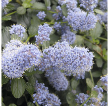 Nahaufnahme der blühenden Säckelblume Ceanothus mit vielen kleinen Blütenrispen und grünen Blättern.