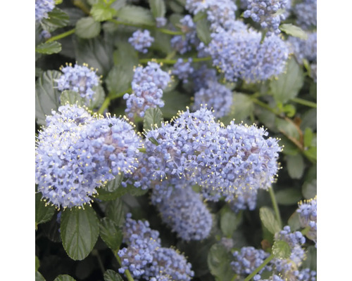 Nahaufnahme der blühenden Säckelblume Ceanothus mit vielen kleinen Blütenrispen und grünen Blättern.