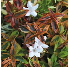 Nahaufnahme der Abelia grandiflora Kaleidoskop mit panaschierten Blättern und weißen Blüten.