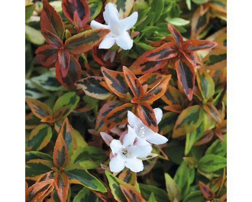 Nahaufnahme der Abelia grandiflora Kaleidoskop mit panaschierten Blättern und weißen Blüten.