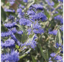 Nahaufnahme einer blühenden Bartblume mit vielen kleinen blauen Blüten und grünen Blättern.