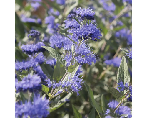 Nahaufnahme einer blühenden Bartblume mit vielen kleinen blauen Blüten und grünen Blättern.