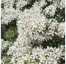 Nahaufnahme einer Choisya ternata Gartenpflanze mit zahlreichen weißen Blüten und grünen Blättern.