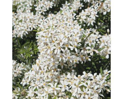Nahaufnahme einer Choisya ternata Gartenpflanze mit zahlreichen weißen Blüten und grünen Blättern.