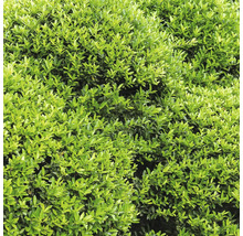 Dichte Buxus Pflanze mit kleinen ovalen Blättern für die Gartengestaltung