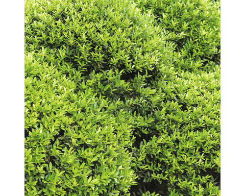 Dichte Buxus Pflanze mit kleinen ovalen Blättern für die Gartengestaltung