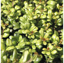 Nahaufnahme der glänzenden ovalen Blätter eines Buchsbaums als Gartenpflanze