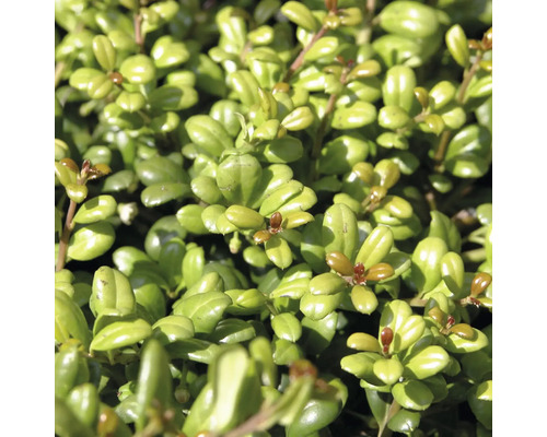 Nahaufnahme der glänzenden ovalen Blätter eines Buchsbaums als Gartenpflanze