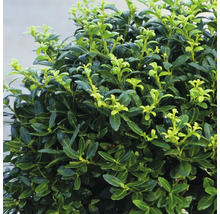 Japanische Stechpalme Ilex crenata als Kugel geformt