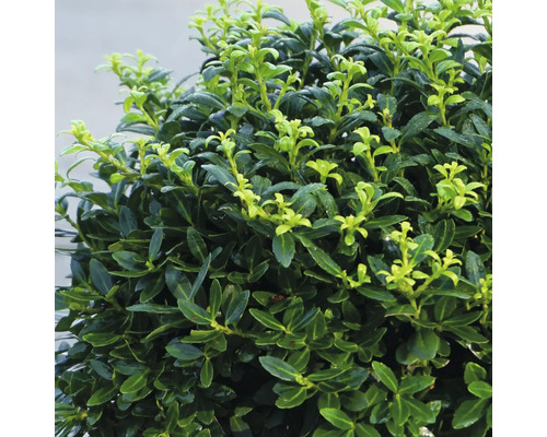 Japanische Stechpalme Ilex crenata als Kugel geformt