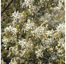 Blühende Kupferfelsenbirne mit vielen kleinen sternförmigen Blüten und austreibenden Blättern im Frühling.