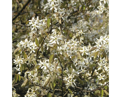 Blühende Kupferfelsenbirne mit vielen kleinen sternförmigen Blüten und austreibenden Blättern im Frühling.