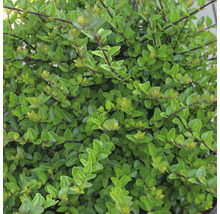 Nahaufnahme einer Lonicera nitida Heckenkirsche mit dichtem Laub und kleinen ovalen Blättern.