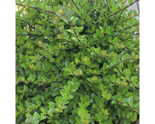 Nahaufnahme einer Lonicera nitida Heckenkirsche mit dichtem Laub und kleinen ovalen Blättern.