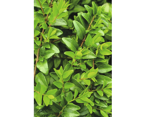 Nahaufnahme der Blätter eines Buchsbaums als Gartenpflanze