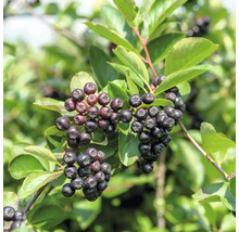 Dolden von reifen Aroniabeeren an einem Strauch mit grünen Blättern im Garten