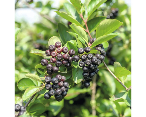 Dolden von reifen Aroniabeeren an einem Strauch mit grünen Blättern im Garten