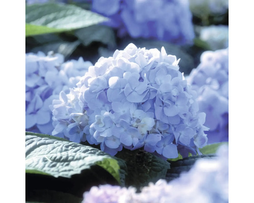 Nahaufnahme einer blühenden Hortensie mit vielen kleinen Blütenblättern und grünen Blättern im Garten