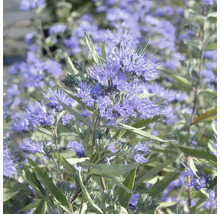 Nahaufnahme einer blühenden Bartblume mit vielen kleinen blauen Blütenständen im Garten