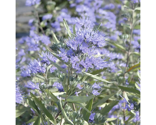 Nahaufnahme einer blühenden Bartblume mit vielen kleinen blauen Blütenständen im Garten