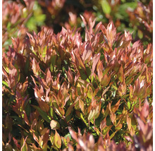 Glanzmispel Photinia fraseri mit glänzenden Blättern als Gartenpflanze