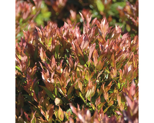 Glanzmispel Photinia fraseri mit glänzenden Blättern als Gartenpflanze