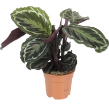 Calathea Zimmerpflanze mit gemusterten Blaettern in einem Kunststofftopf