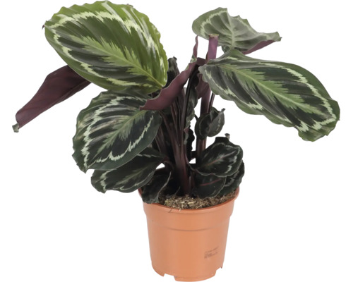 Calathea Zimmerpflanze mit gemusterten Blaettern in einem Kunststofftopf