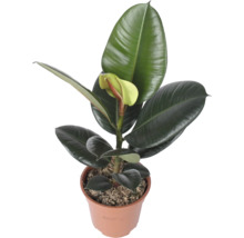 Gummibaum Ficus elastica Robusta im Kunststofftopf mit großen ledrigen Blättern