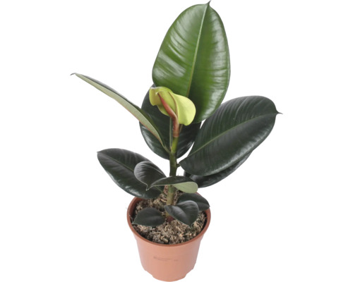 Gummibaum Ficus elastica Robusta im Kunststofftopf mit großen ledrigen Blättern